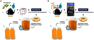Metagenomic, organoleptic profiling, and nutritional properties of fermented kombucha tea substituted with recycled substrates